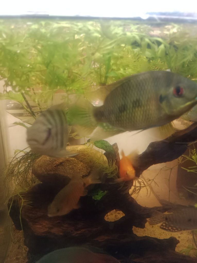 Akara electric blue i tilapia marii