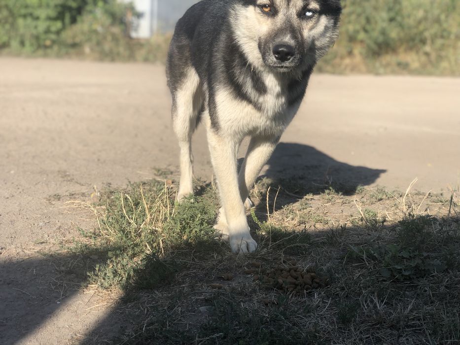 Отдам кобеля