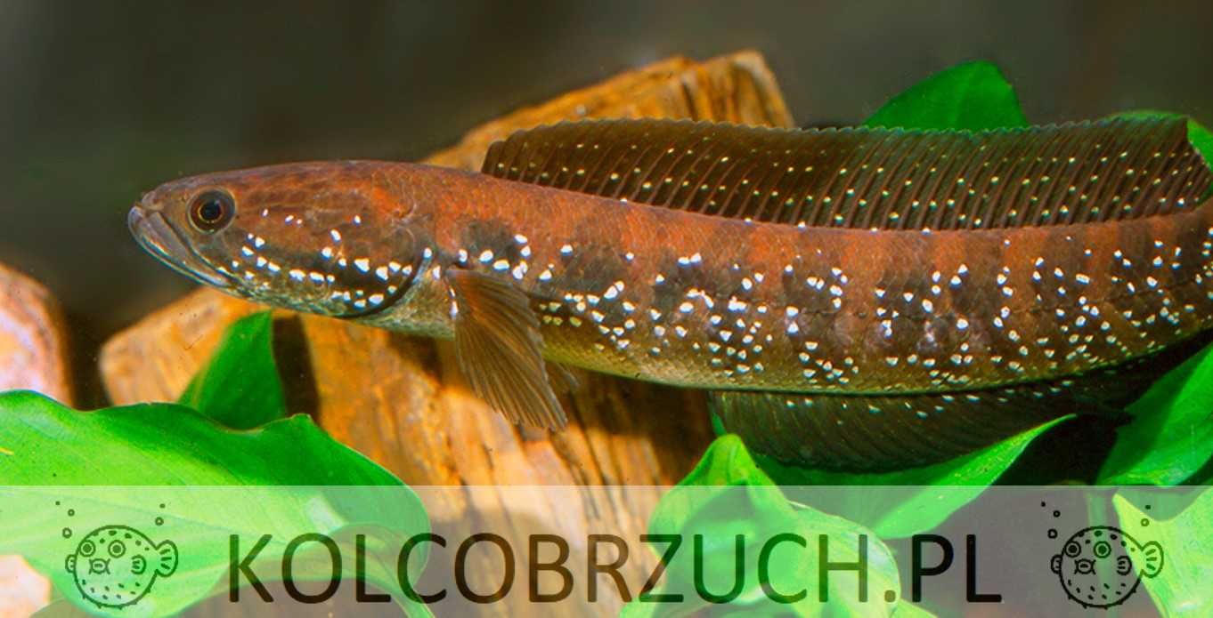 Channa asiatica - Wężogłów chiński - dowozimy, wysyłamy