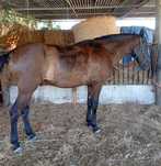 Cavalo ideal para aulas e passeios