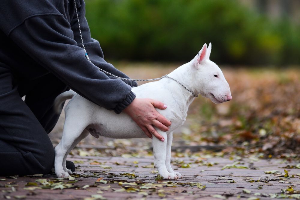 Хлопчик мініатюрного бультерʼєра