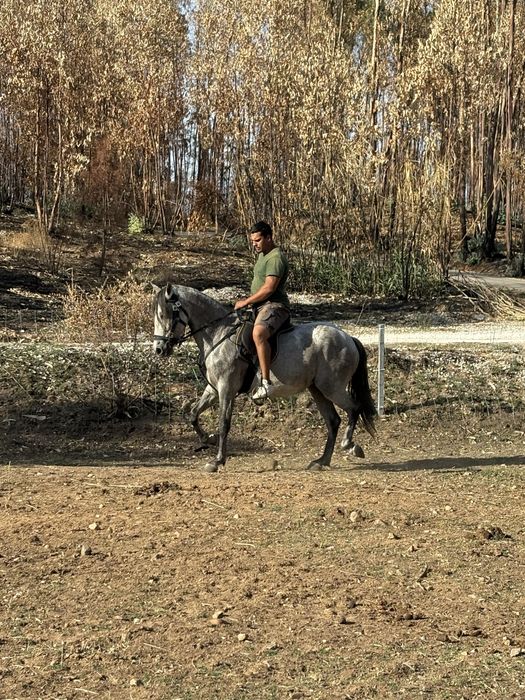 Égua 7 anos arranjada