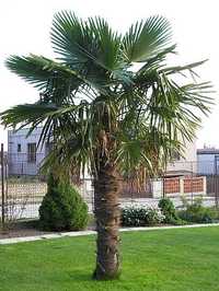 Palma mrozoodporna- Trachycarpus Fortunei+GRATIS!