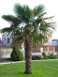Palma mrozoodporna- Trachycarpus Fortunei+GRATIS!