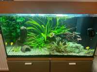 Akwarium Juwel rio 125l