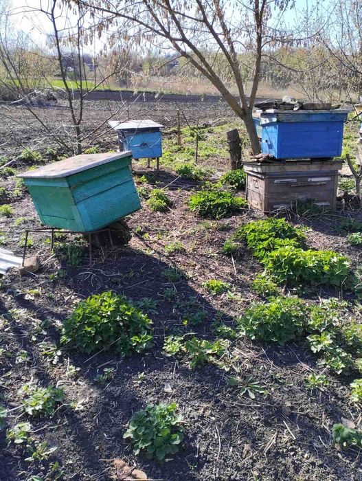 Вулики бувші у вжитку