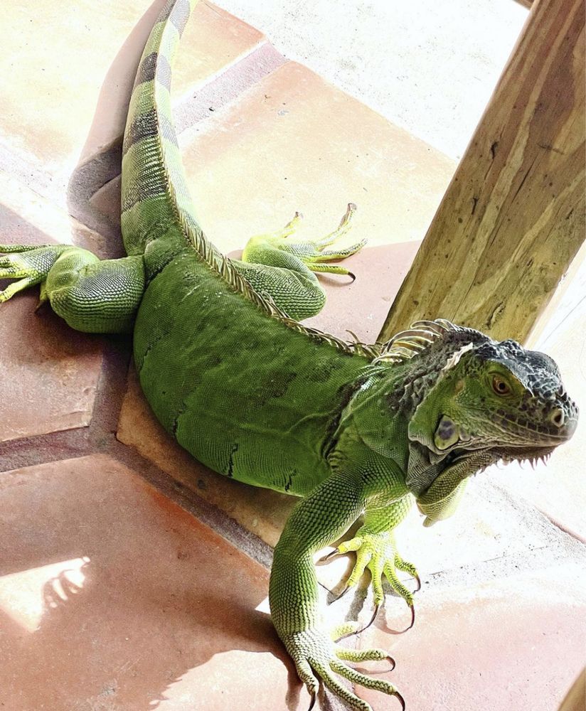 Зелена ящірка, ящірка ігуана