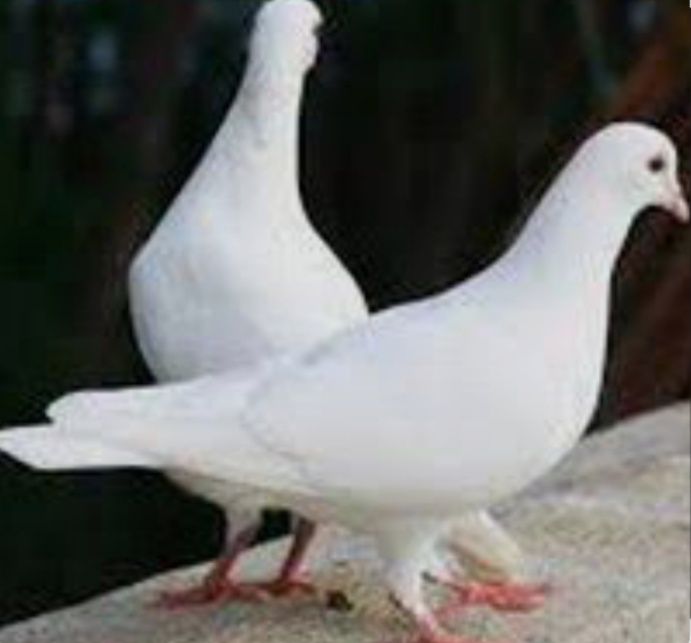 Оренда на свята, весілля