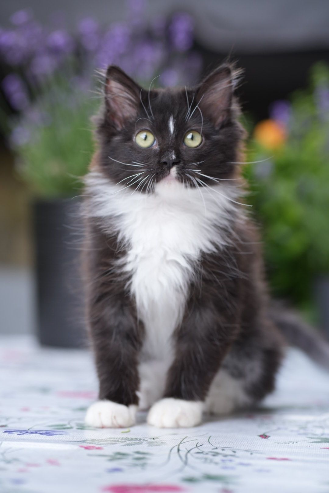 Kotka czarna felinoterapia Cattris międzynarodowy rodowód