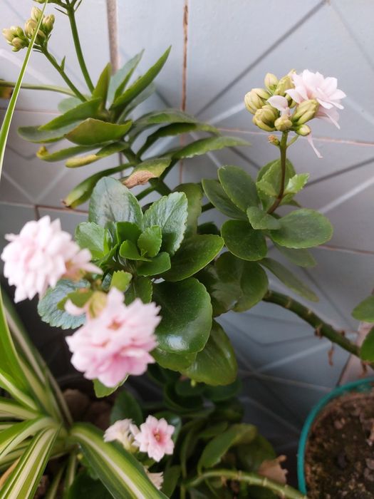 Хлорофітум чубатий, ще чотири  вазони