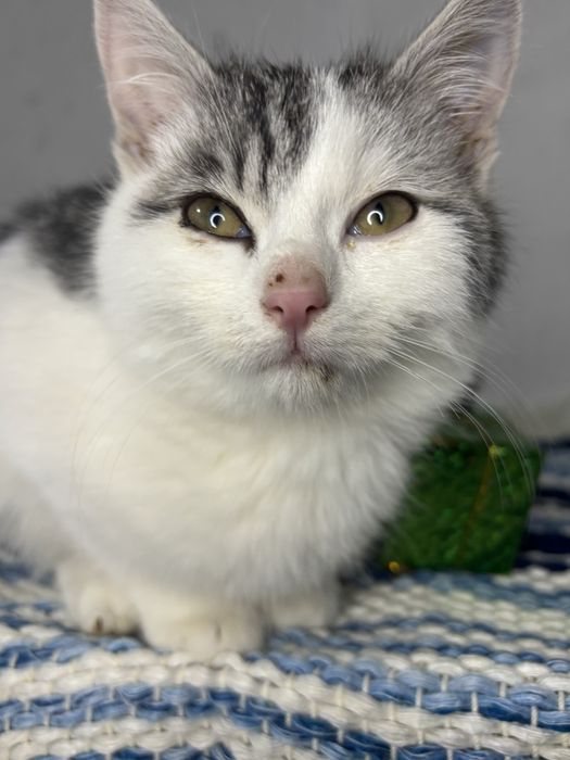 Кошеня в добрі руки