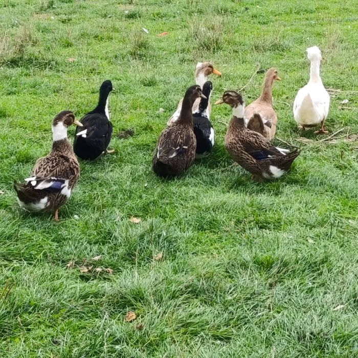 Kaczki staropolskie i francuskie