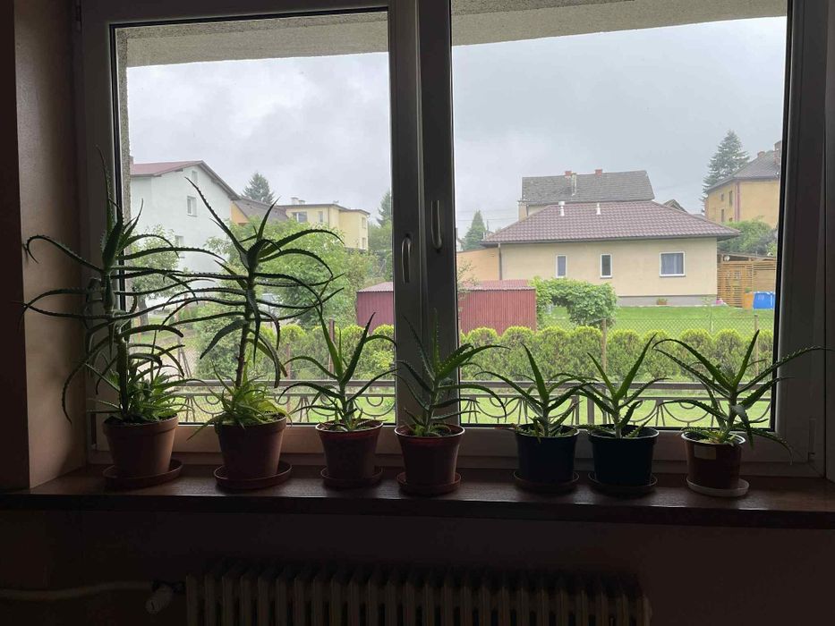 Kaktusy aloes lecznicze