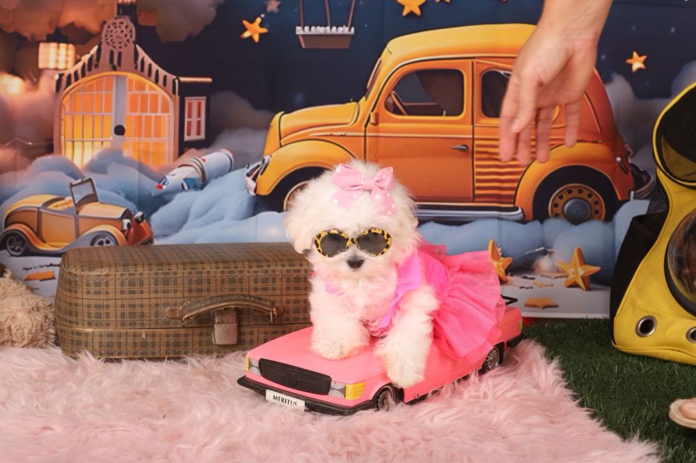 міні дівчинка мальтезе з документами