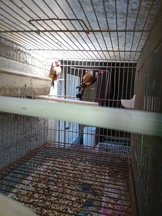 Canários deste  ano