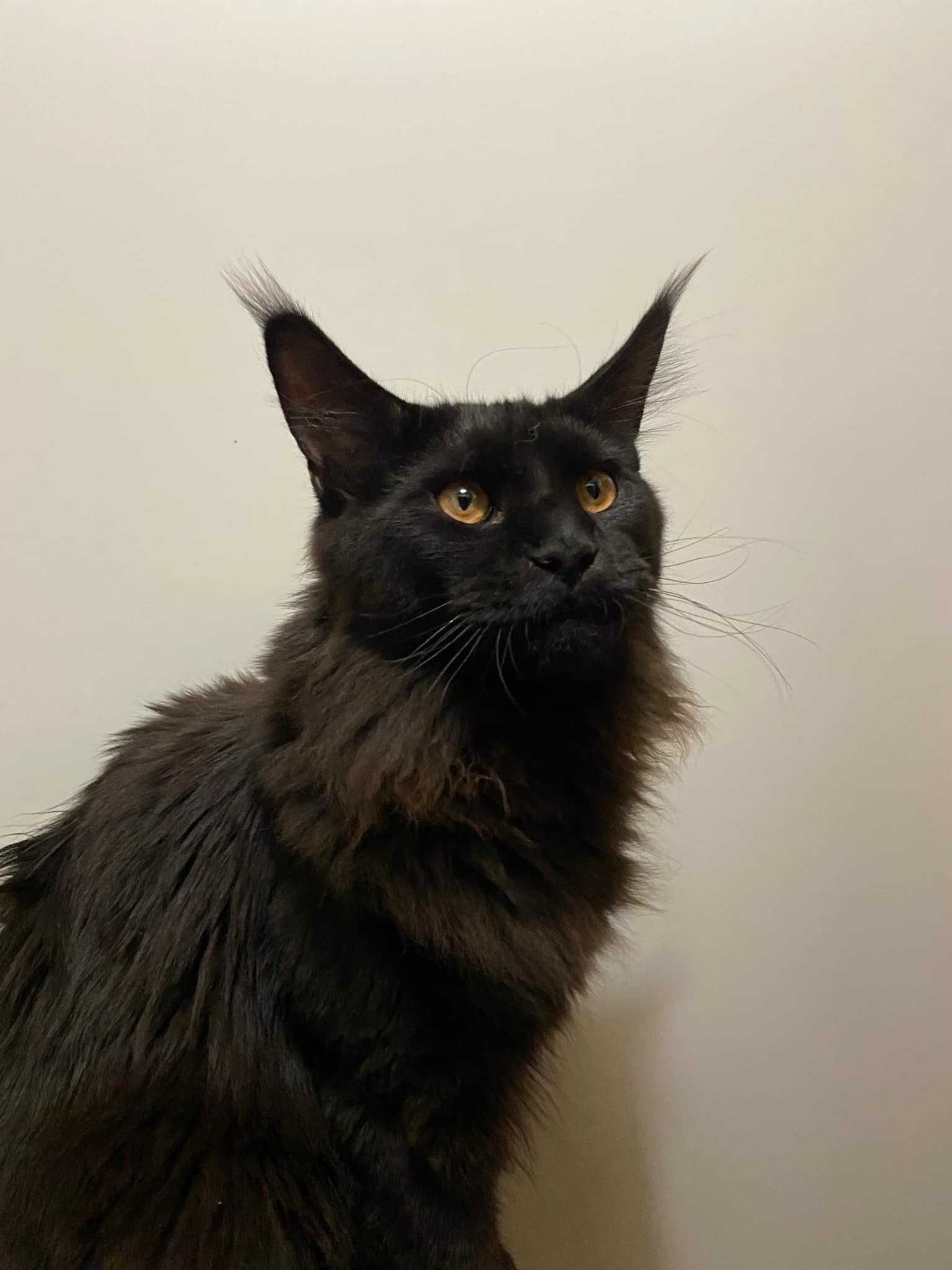 Maine Coon kocurek