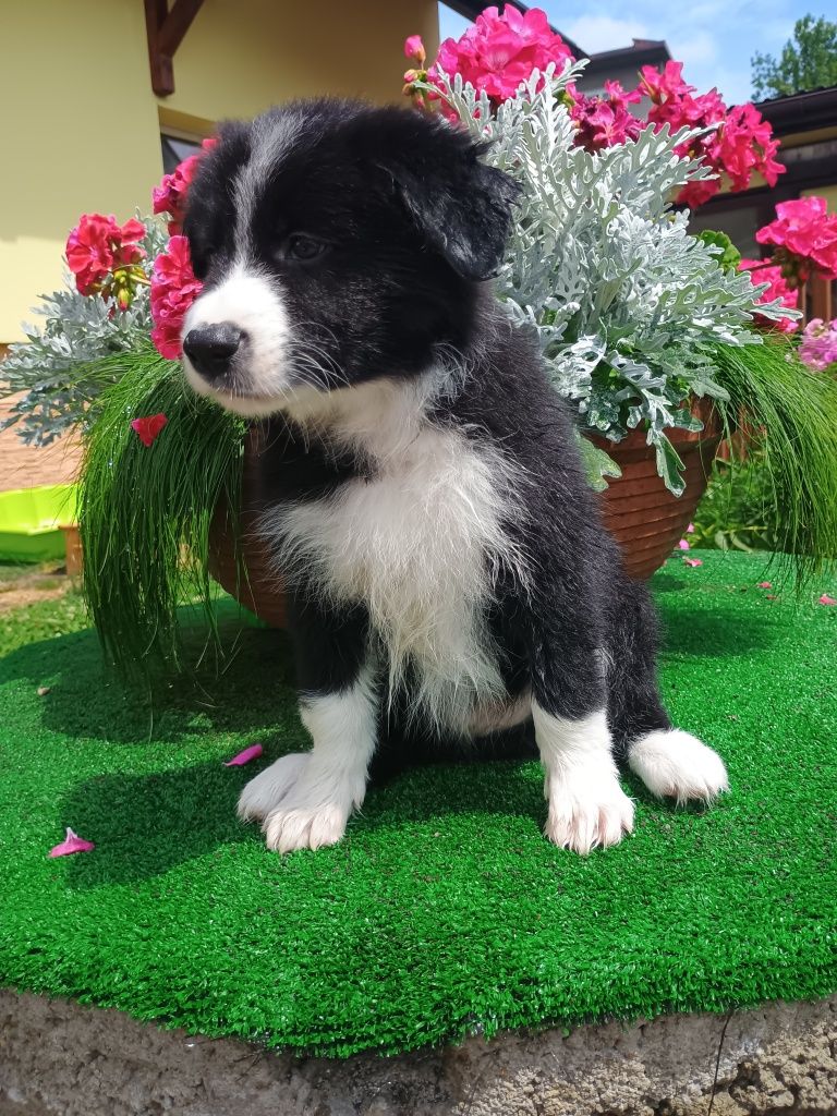 Border Collie,  szczeniak