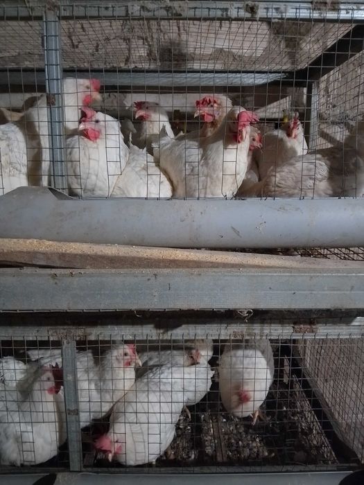 Молоді кури несучки. Ломан-Сенді.