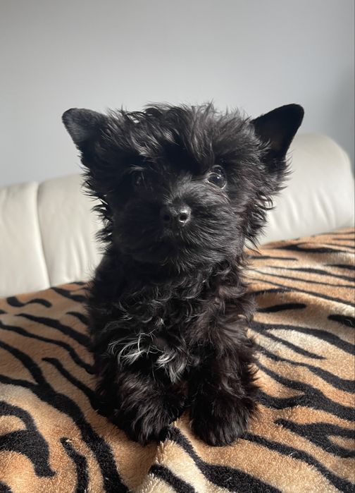 Yorkshire Terrier piesek czarny
