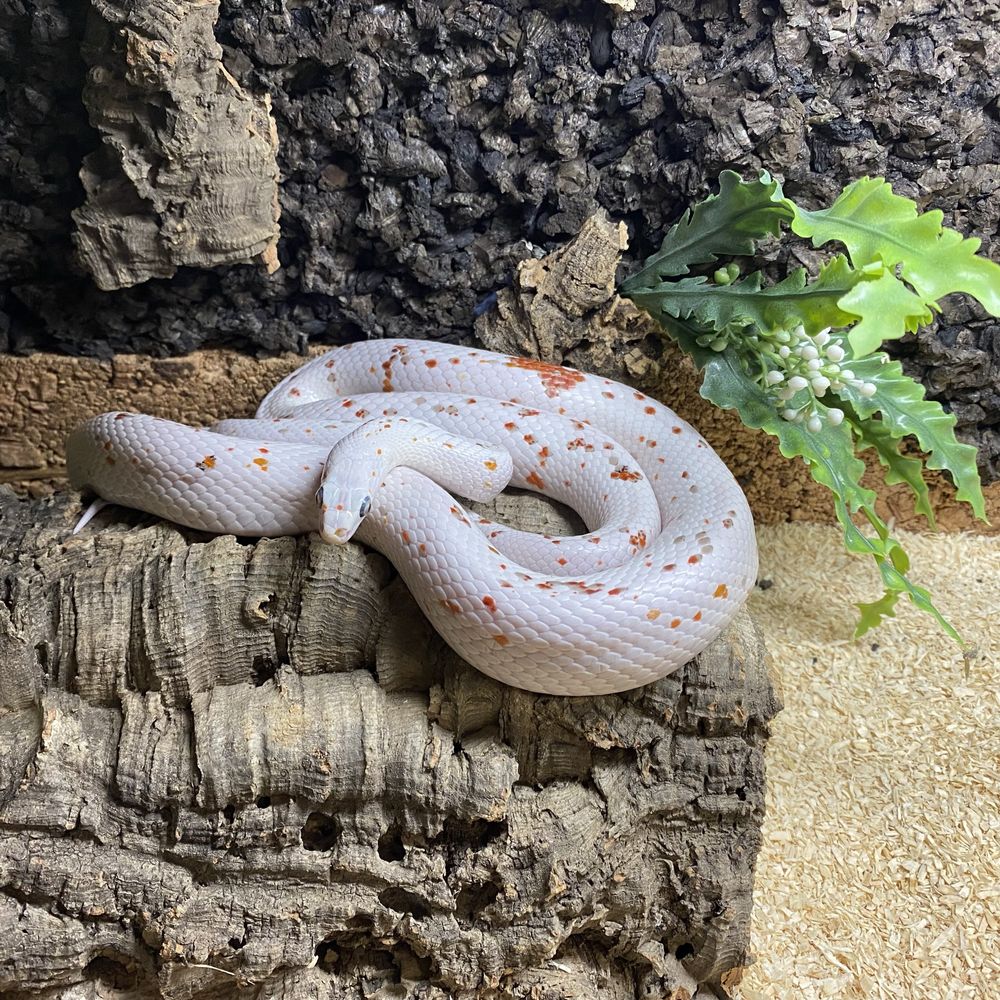 Wąż zbożowy Pantherophis guttatus Palmetto z terrarium lub bez, CB21