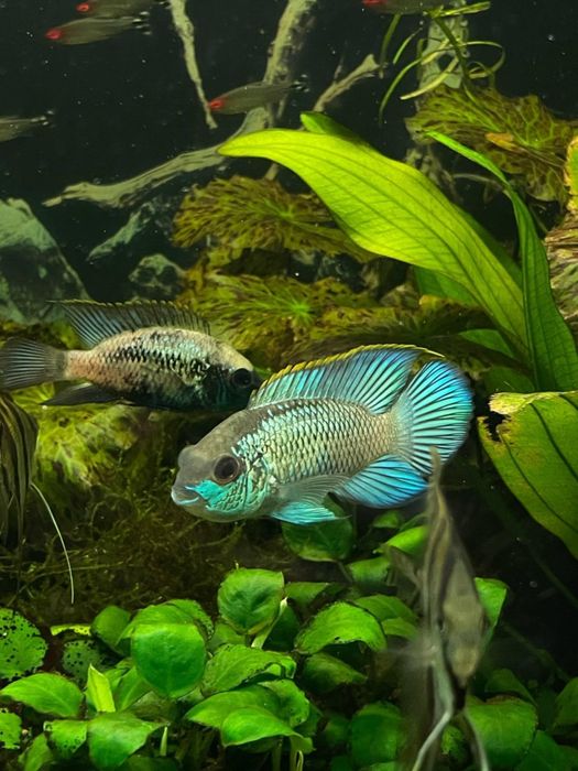 Akara electric blue młode