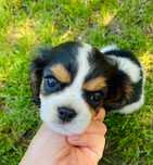 Szczeniaczki Cavalier King