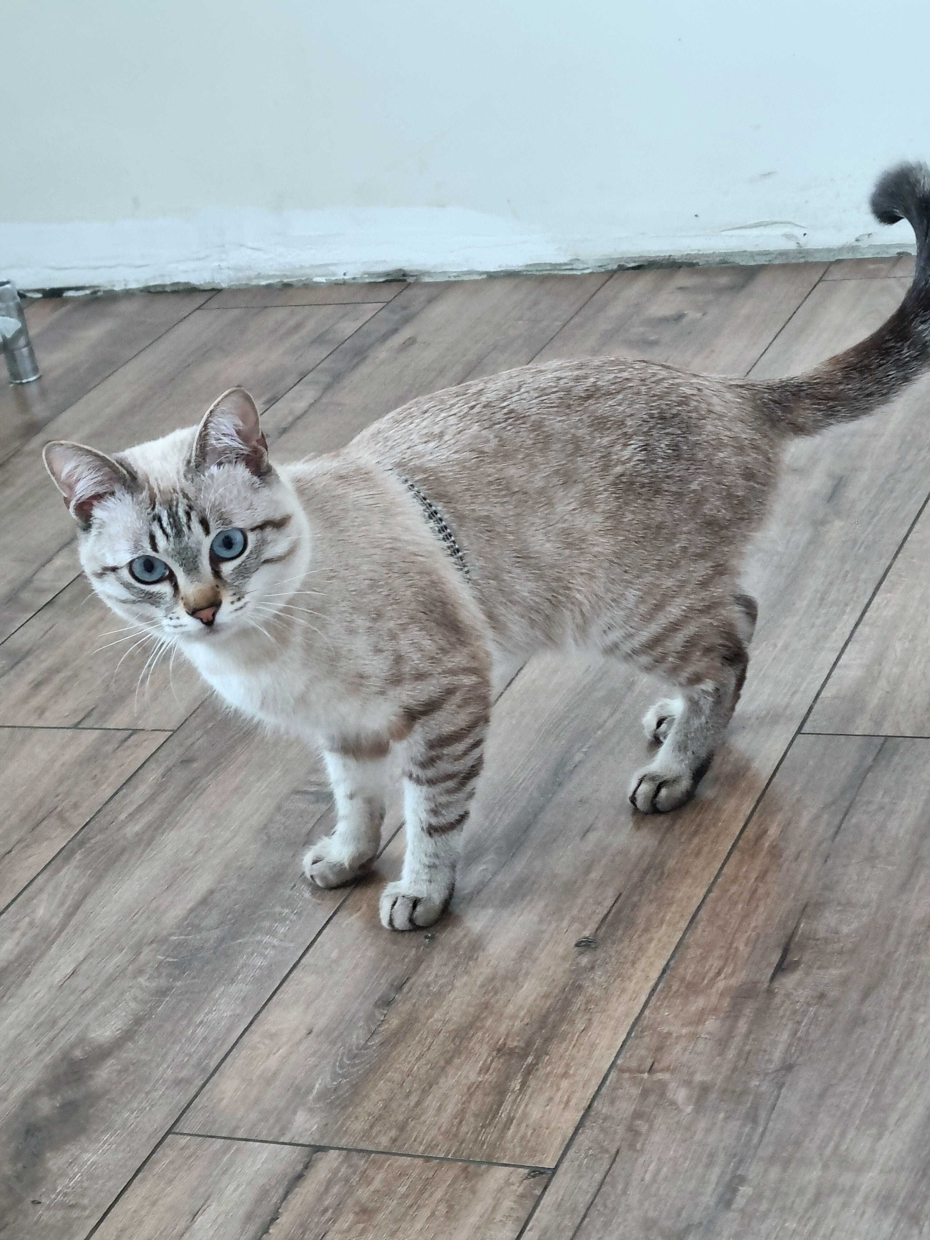 Тайский кот ищет кошку