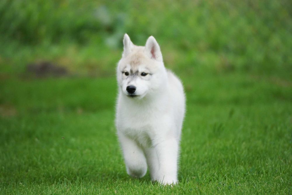 Szczenięta piesek husky z rodowodem ZKwP / FCI