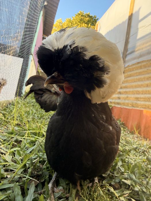 Quadra Polish/Paduana - 1 galo e 3 galinhas