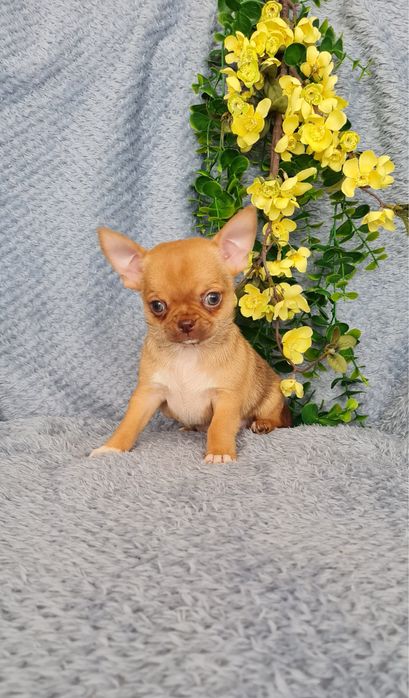 Excelente mini mini choco fawn Chihuahua/Chiuaua de Qualidade