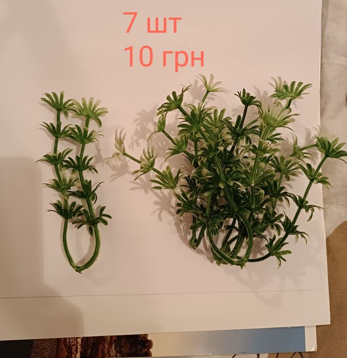 Декоративна зелень