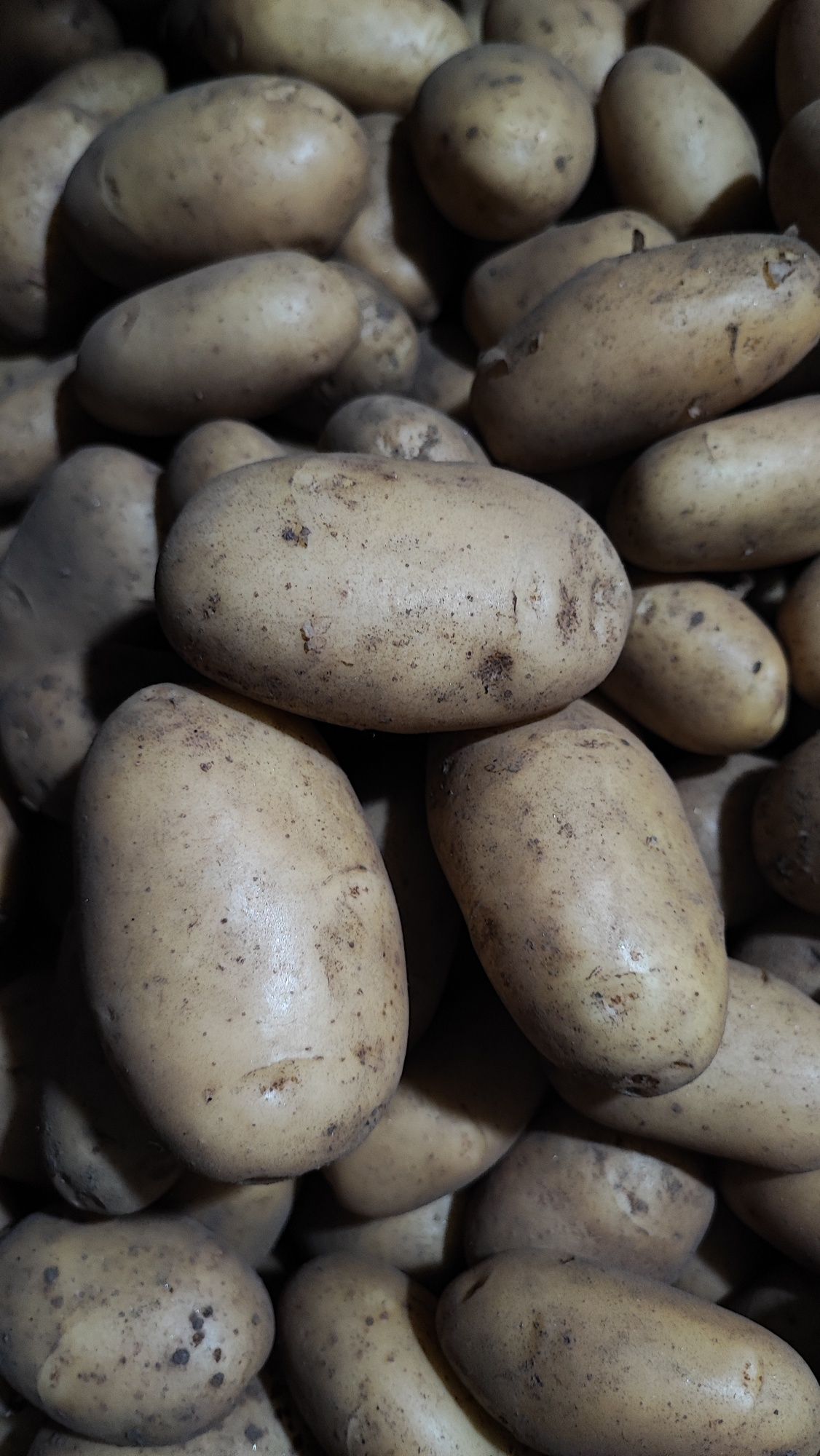 Batata Nova 13€/20Kg