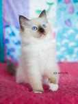 Koteczka ragdoll,wkròtce do odbioru