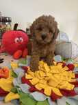 Maltipoo - samczyk