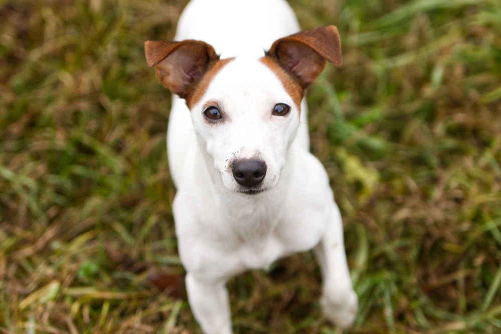 jack russell terier DO ADOPCJI!