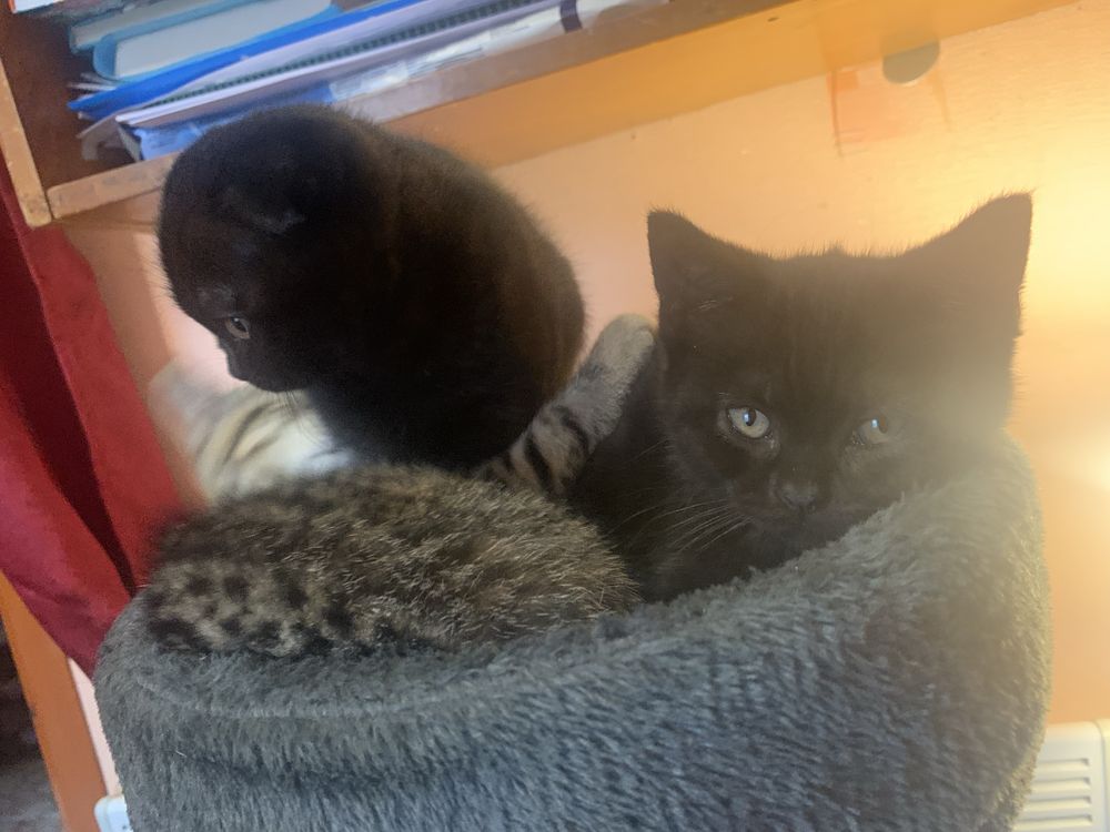 Шотландские  котята
