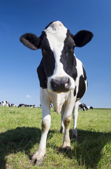 Продається корова!