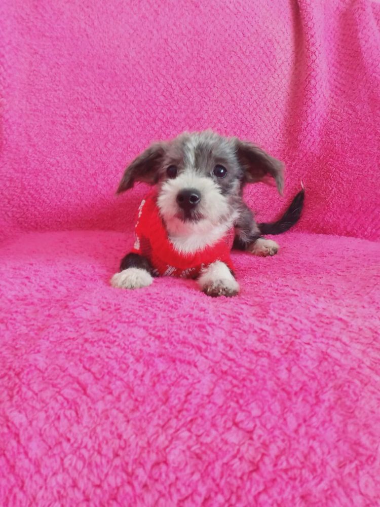 Sunia Morkie Maltańczyk & York dla osób starszych i dzieci zobacz!