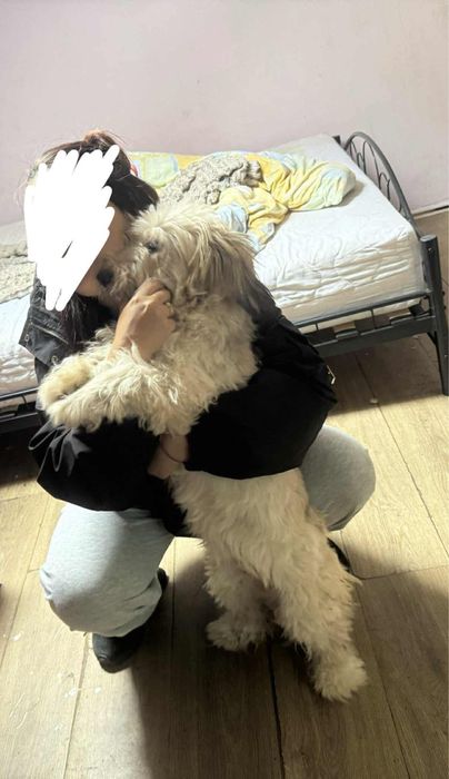 ‼️Mila szuka domu‼️