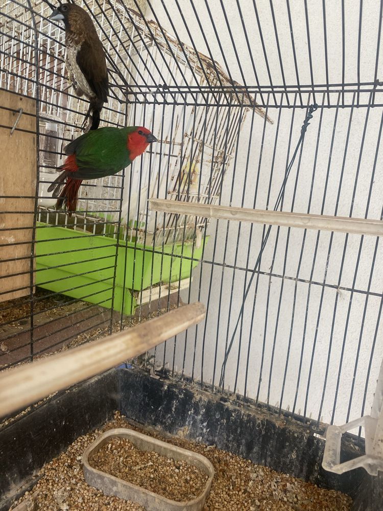 Cedo um diamante papagaio