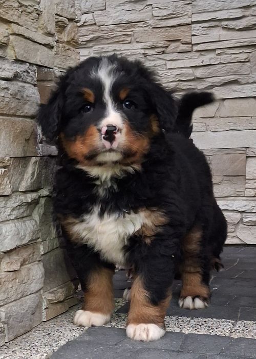 Berneński Pies Pasterski