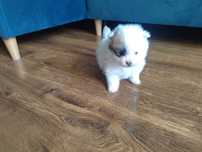Szpic miniaturowy pomeranian