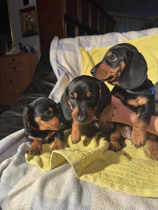 Jamnik krótkowłosy