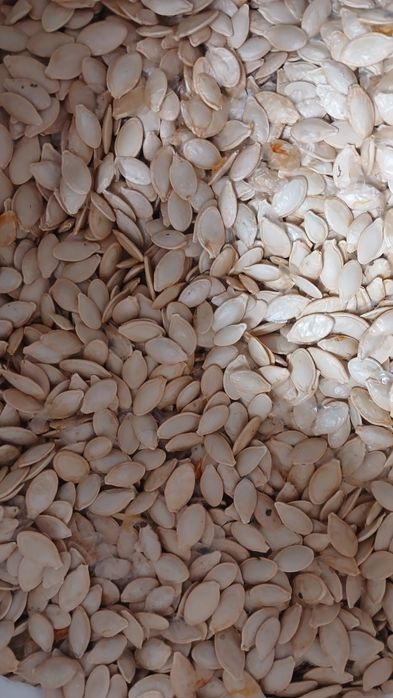 Насіння кабачків Кабачкове насіння Семена кабачков урожай 2024