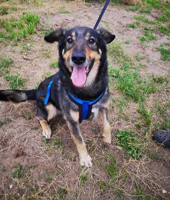 Uroczy Kundelek czeka na Ciebie