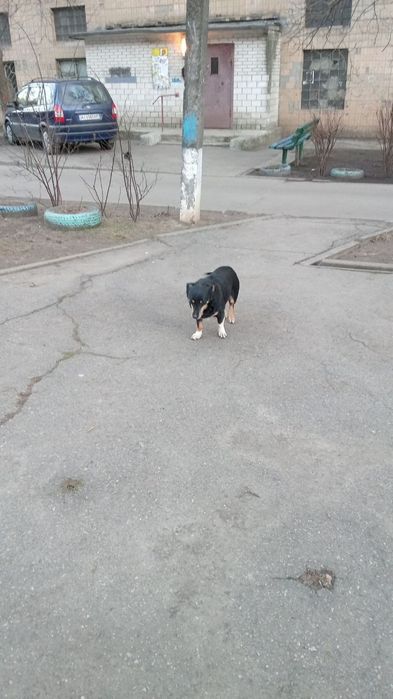 Сабака атдам бистлатна