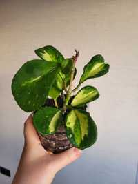 Hoya obovata variegata splash Хойя Обовата  варієгатна з сплешем