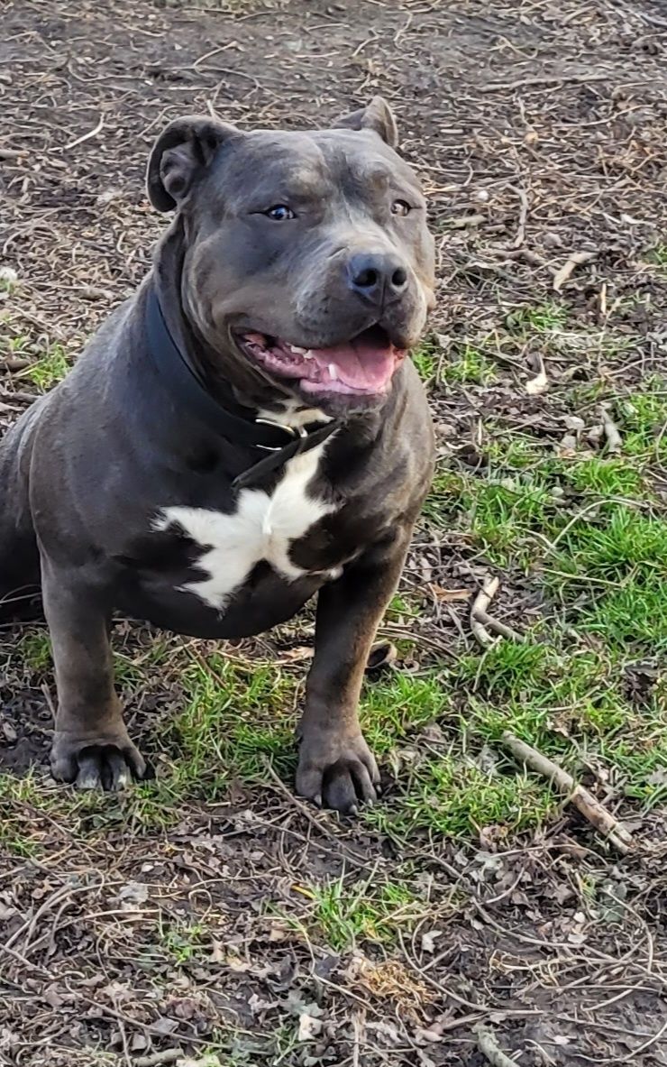 Piesek Amstaff piesek szczeniak ZAREZERWOWANY