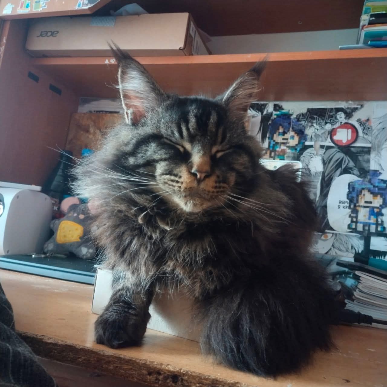 Котёнок Мейн Кун, с документами