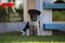 Jack Russel Terrier szczeniak